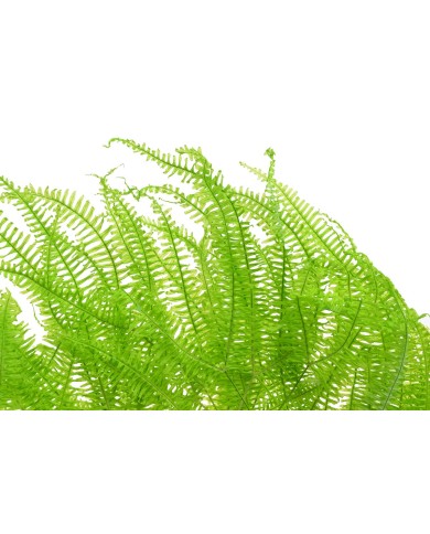 Liść paproci 10szt-pacz - susz..55cmH...GREEN