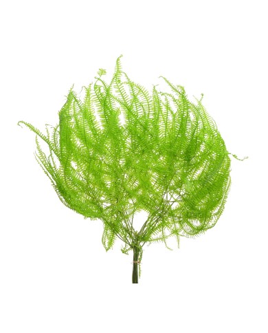 Liść paproci 10szt-pacz - susz..55cmH...GREEN