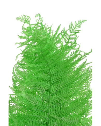 Liść paproci stabilizowany...10szt-pacz..55cmH...New GREEN