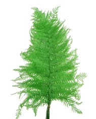 Gipsówka 100g - stabilizowany kwiat..70cmH..1-24 bags..100 g-bag....WHITE