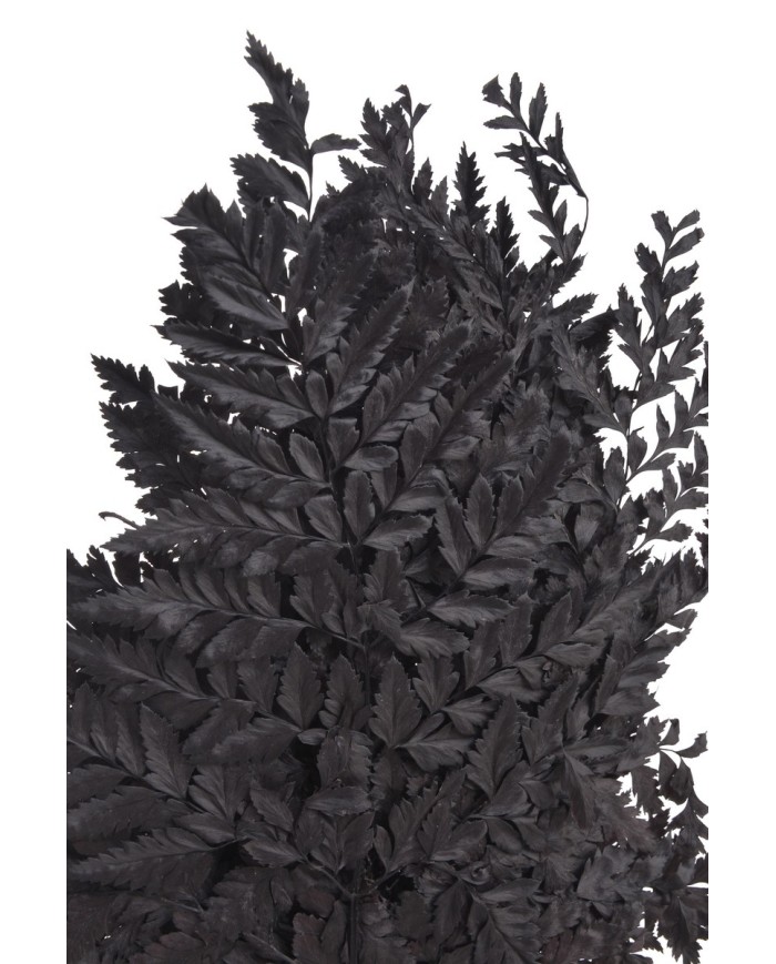 Liść paproci alpejskiej 10szt-pacz - susz..40cmH....BLACK