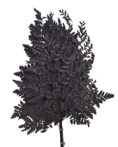 Liść paproci alpejskiej 10szt-pacz - susz..40cmH....BLACK