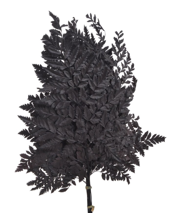 Liść paproci alpejskiej 10szt-pacz - susz..40cmH....BLACK
