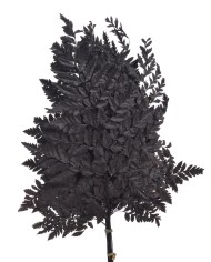 Liść paproci alpejskiej 10szt-pacz - susz..40cmH...WHITE