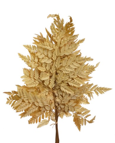 Liść paproci alpejskiej 10szt-pacz - susz..40cmH..50-50 bags..10 pcs-bag....NAT