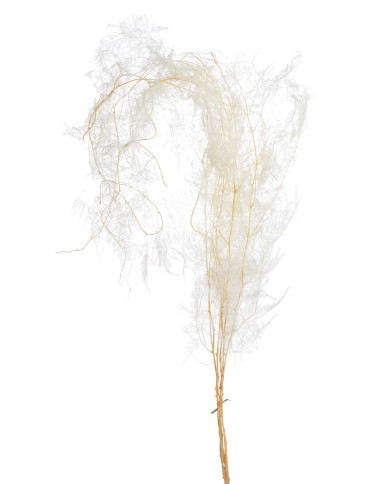 Asparagus stabilizowany 5szt-pacz - susz..100cmH..24-24 bags..5 pcs-bag....WHITE