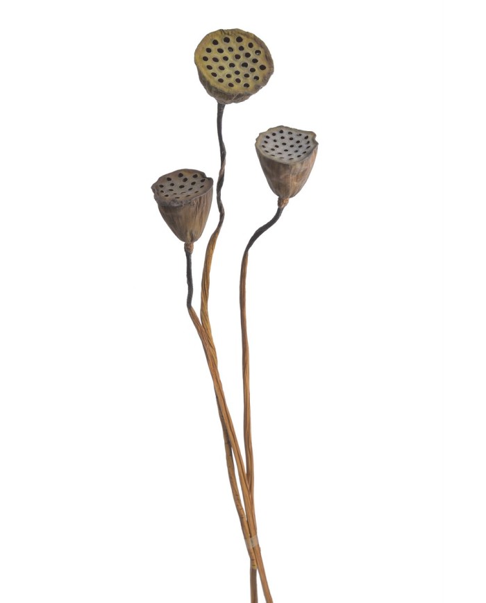 Lotos 3szt-pęcz - susz..5-6cmØ x 60-70cmH...NATURAL