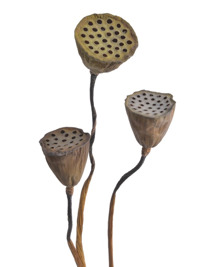 Lotos 3szt-pęcz - susz..5-6cmØ x 60-70cmH...NATURAL