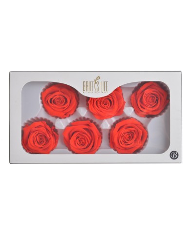 Główki róż stabilizoawanych 6szt-pacz ..5cmØx5cmH..24-24 bags..6 pcs-bag....RED