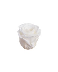 Główki róż stabilizoawanych 6szt-pacz ..5cmØx5cmH..24-24 bags..6 pcs-bag....WHITE
