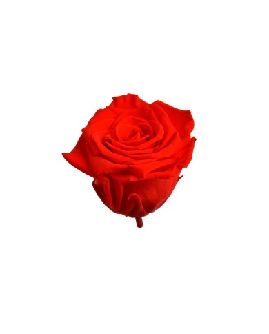 Główki róż stabilizowanych 8szt-pacz - suszony kwiat..4cmØx4cmH..24-24 bags..8 pcs-bag....RED