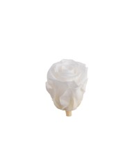Główki róż stabilizowanych 12szt-pacz - suszony kwiat..3,5cmØx4cmH..24-24 bags..12 pcs-bag....WHITE