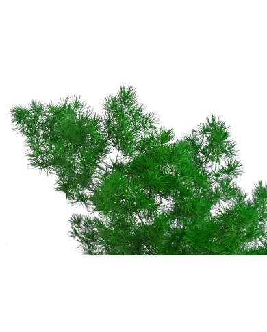 Asparagus myriocladus stabilizowany 100g - susz..55-70cmH..24-24 bags..100 g-bag....GREEN