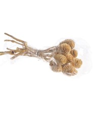 Platyspermum wyb. - paczka 5sztuk...35-40cm - susz dekoracyjny