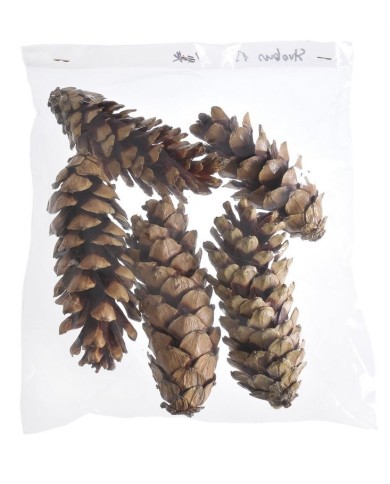 Szyszka Strobus 15-20cm lak. 5szt-pacz..15-20cm....LACQUER