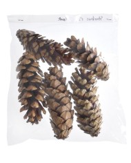 Sulphurea bud NAT -susz.kwiat..+-12cm..500-500 pcs......NATURAL