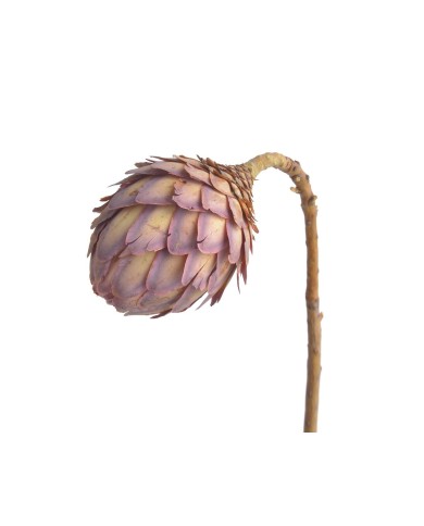 Sulphurea bud NAT -susz.kwiat..+-12cm..500-500 pcs......NATURAL