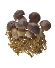 Grzyby sztuczne 4-5cm 6szt-pacz..5cmL x 5,5cmW x 6,5cmH, 3,5cmL x 3,5cmW x 7,5cmH, 4,5cmL x 4cmW x 8cmH..288-36 bags..6 pcs-bag.