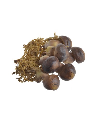 Grzyby sztuczne 4-5cm 6szt-pacz..5cmL x 5,5cmW x 6,5cmH, 3,5cmL x 3,5cmW x 7,5cmH, 4,5cmL x 4cmW x 8cmH..288-36 bags..6 pcs-bag.