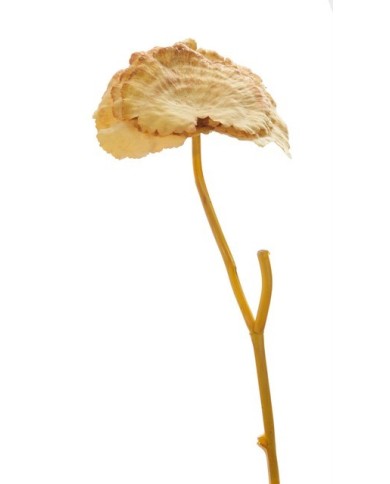 Sztuczna roślina H44cm 360-12pcs beige