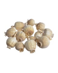 Makówka główka 200g-paczka..1,5-4cm