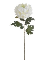 Chryzantema x1 ..73cm..168-24 pcs