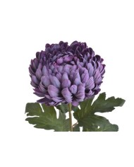 Chryzantema x1 ..73cm..168-24 pcs