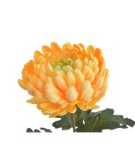 Chryzantema x1 ..73cm..168-24 pcs