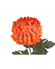 Chryzantema x1 ..73cm..168-24 pcs