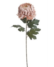 Chryzantema x1 ..73cm..168-24 pcs