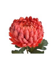 Chryzantema x1 ..73cm..168-24 pcs