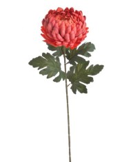 Chryzantema x1 ..73cm..168-24 pcs