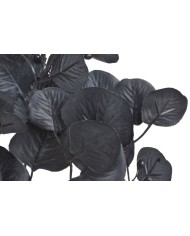 Eukaliptus populus..55cm..240-24 pcs......AU538 BLACK