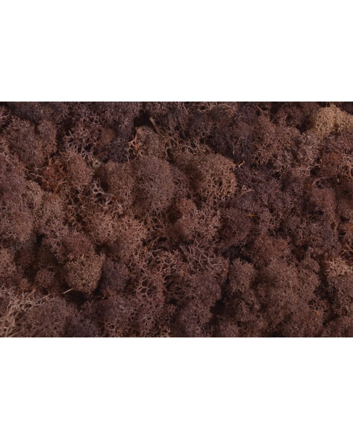Moss extra 500g - mech reniferowy 1 klasa czystości