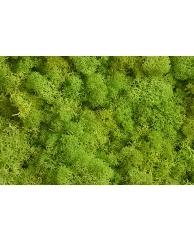 Moss extra 500g - mech reniferowy 1 klasa czystości