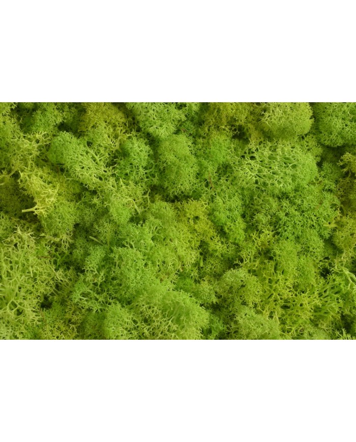 Moss extra 500g - mech reniferowy 1 klasa czystości