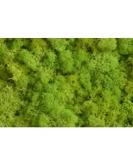 Moss extra 500g - mech reniferowy 1 klasa czystości