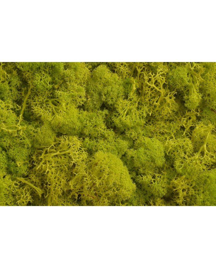 Moss extra 500g - mech reniferowy 1 klasa czystości