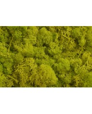 Moss extra 500g - mech reniferowy 1 klasa czystości