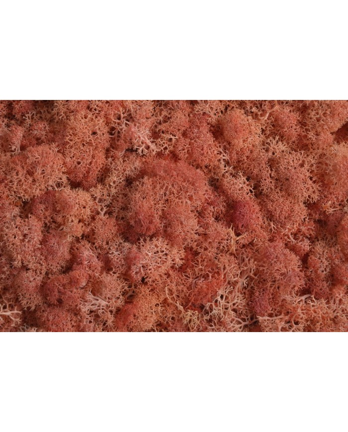 Moss extra 500g - mech reniferowy 1 klasa czystości