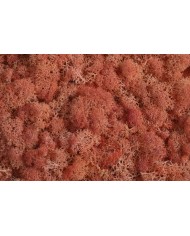 Moss extra 500g - mech reniferowy 1 klasa czystości