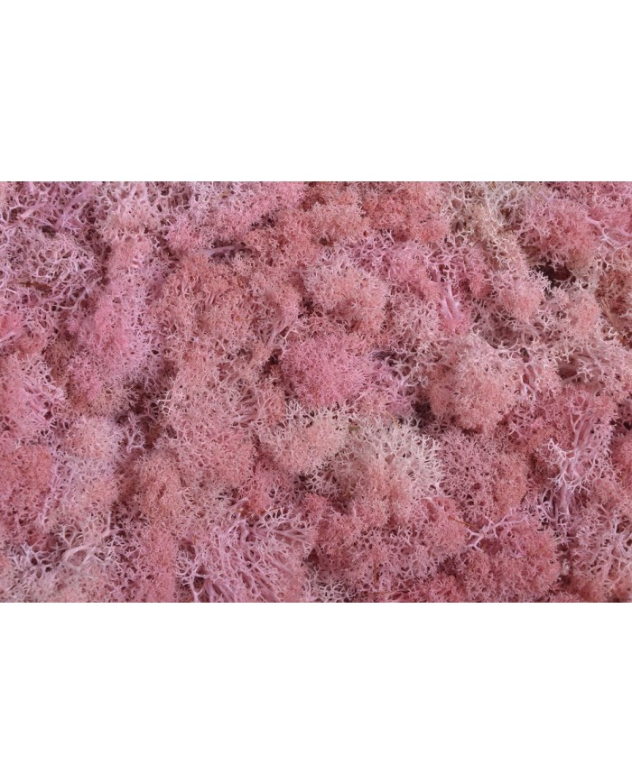 Moss extra 500g - mech reniferowy 1 klasa czystości