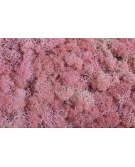 Moss extra 500g - mech reniferowy 1 klasa czystości