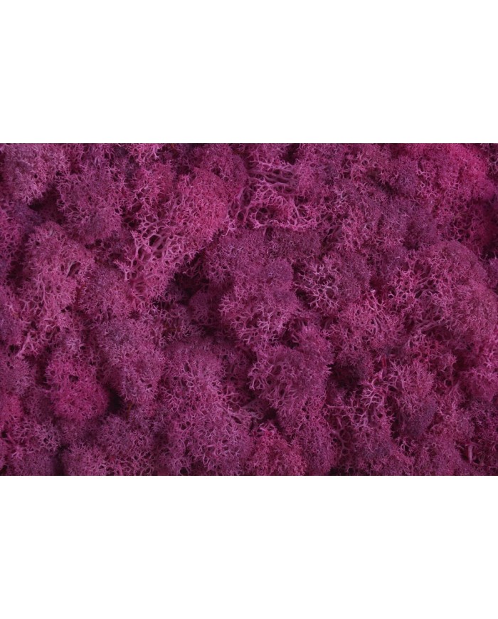 Moss extra 500g - mech reniferowy 1 klasa czystości