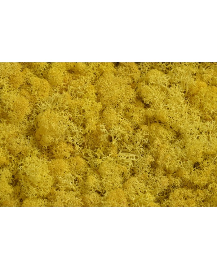 Moss extra 500g - mech reniferowy 1 klasa czystości