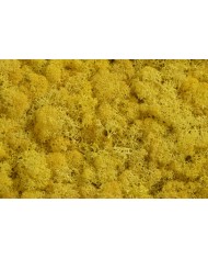 Moss extra 500g - mech reniferowy 1 klasa czystości