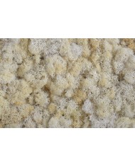 Moss extra 500g - mech reniferowy 1 klasa czystości