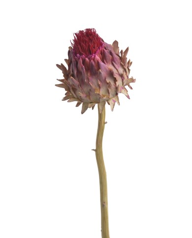 Cynara flower medium -susz.kwiat..+-35cm..120-120 pcs......NATURAL