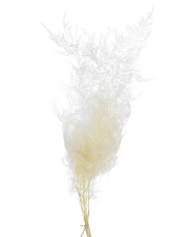 Asparagus 10szt-pacz. -susz 80-150cm WHITE....75-75 bags..10 pcs-bag....WHITE