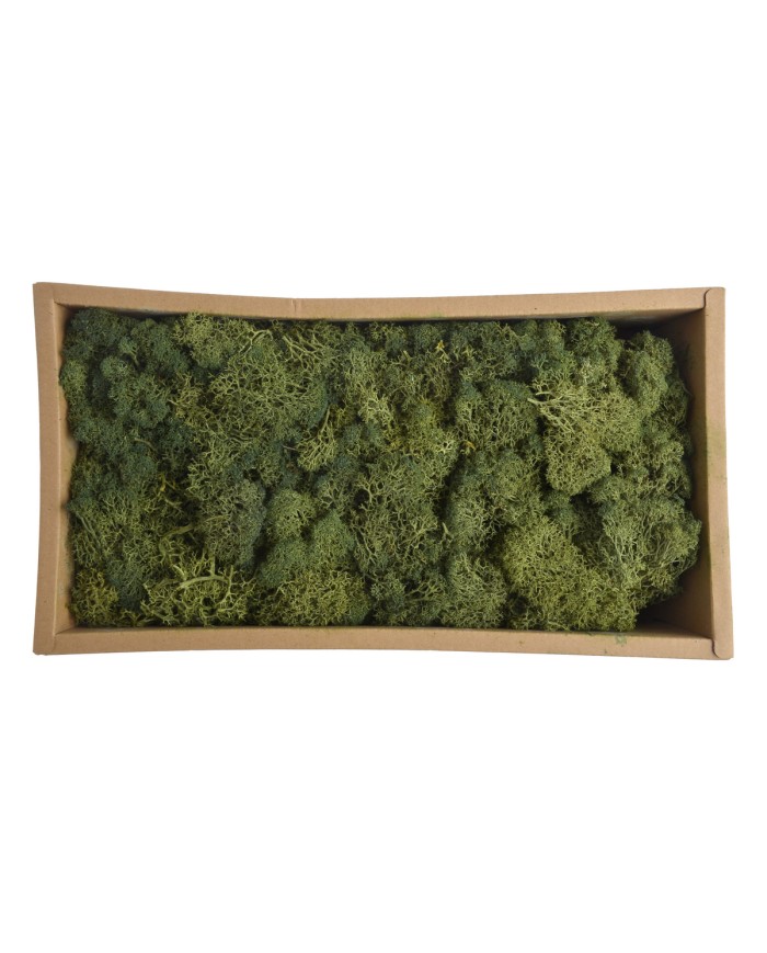 Moss extra 500g - mech reniferowy 1 klasa czystości